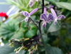 Extrato/pó de Rabdosia Japonica Hara