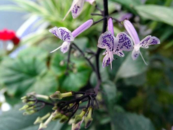 Extrato/pó de Rabdosia Japonica Hara