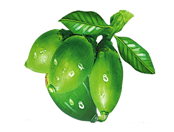 Extrato de noz de areca, sêmen arecae