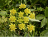 Extrato de Bupleurum