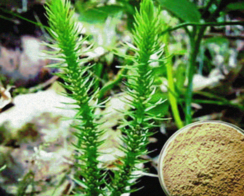 Extrato de Huperzia Serrata Huperzine A: Composto Natural para Melhoria Cognitiva e Neuroproteção