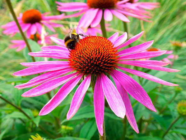 Extrato de Equinácea Purpurea