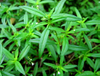 Extrato de Hedyotis Diffusa