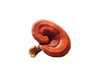 Extrato Orgânico de Reishi / Extrato de Reishi