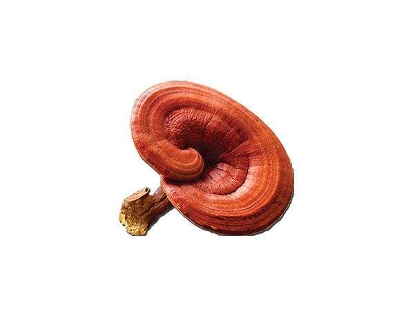 Extrato Orgânico de Reishi / Extrato de Reishi