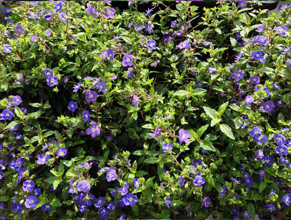 Extrato de Coleus Forskohlii