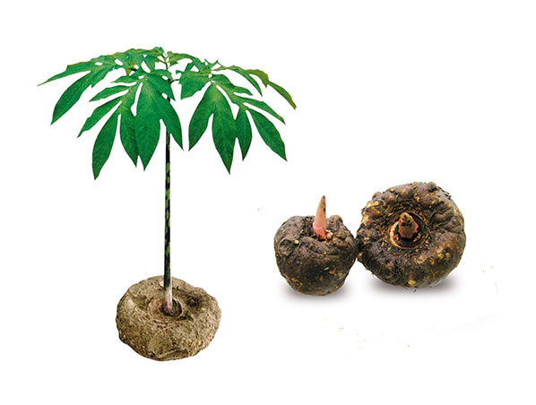 Extrato de Konjac