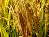 Extrato de Farelo de Arroz