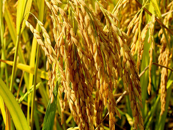 Extrato de Farelo de Arroz
