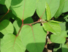 Extrato de Trans-Resveratrol / Polygonum Cuspidatum