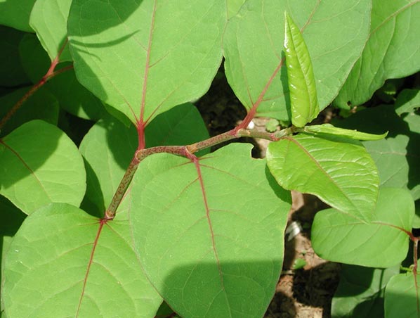 Extrato de Trans-Resveratrol / Polygonum Cuspidatum