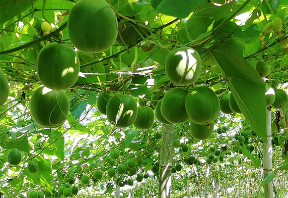 Fruta Monge