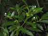Extrato de Rauwolfia Serpentina