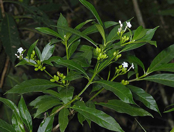Extrato de Rauwolfia Serpentina