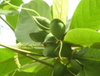 Extrato de Terminalia Bellerica