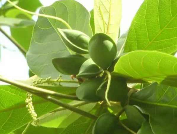 Extrato de Terminalia Bellerica