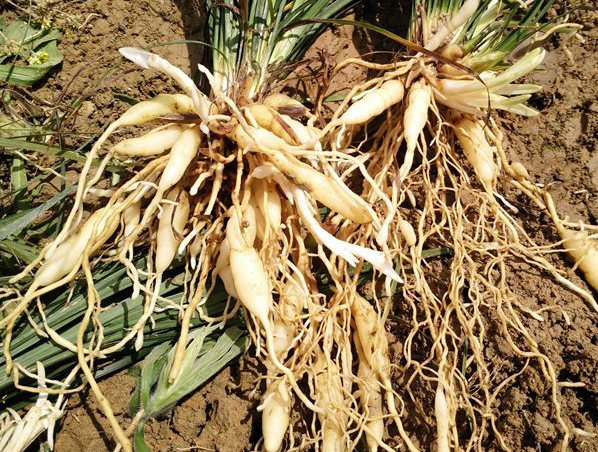 Extrato de Raiz de Ophiopogon
