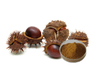 Extrato de Castanha da Índia