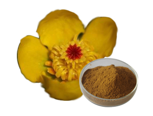 Extrato de raiz de Nuphar Pumilum