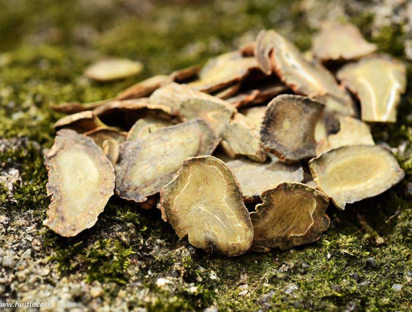 Extrato de raiz de Panax Notoginseng