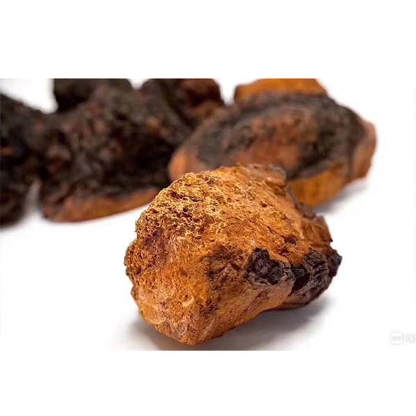 Extrato de Cogumelo Chaga Orgânico