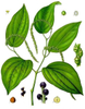 Extrato de Pimenta Preta