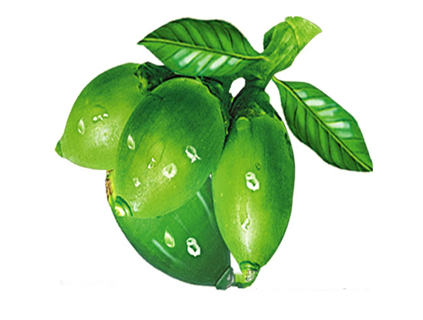 Extrato de noz de areca, sêmen arecae