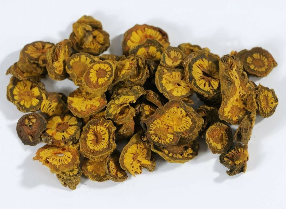 Coptis chinensis