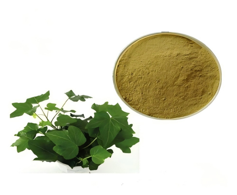 Extrato de folha de hera 1%-10% Hederacosídeos / Extrato de Hedera Helix Hederacoside C