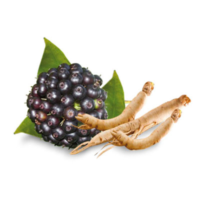 Aumente sua imunidade com extrato premium de ginseng siberiano