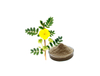 Extrato de Tribulus Terrestris