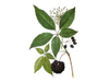 Extrato de Ginseng Siberiano