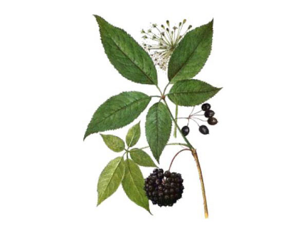 Extrato de Ginseng Siberiano