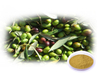 Extrato de folha de oliveira/extrato de azeitona