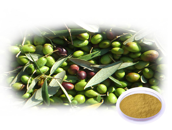 Extrato de folha de oliveira/extrato de azeitona