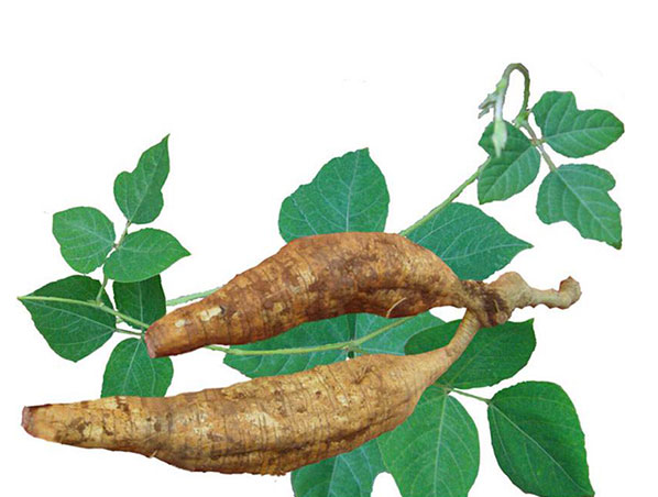 Extrato de raiz de Kudzu