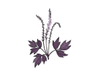 Extrato de Cohosh Preto