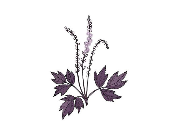Extrato de Cohosh Preto