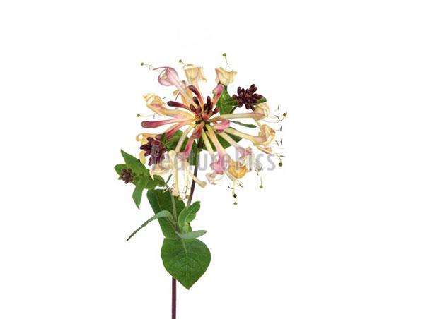 Extrato de flor de madressilva