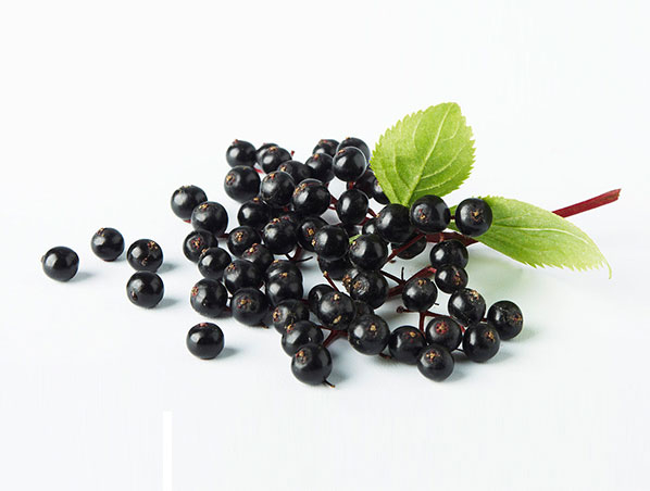 Extrato de Sabugueiro