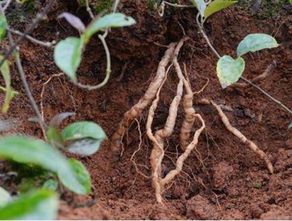 Extrato de raiz de Morinda