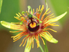 Extrato de Flor de Maracujá