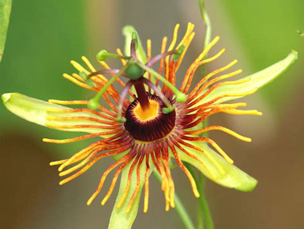 Extrato de Flor de Maracujá