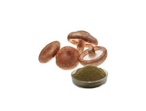 Extrato de Cogumelo Shiitake
