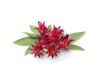 Extrato de Rosela
