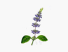 Extrato de Coleus Forskohlii