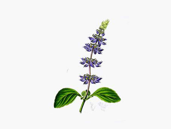 Extrato de Coleus Forskohlii