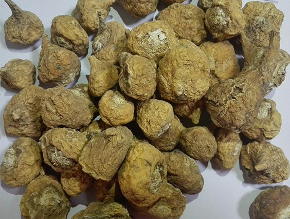Extrato de Maca