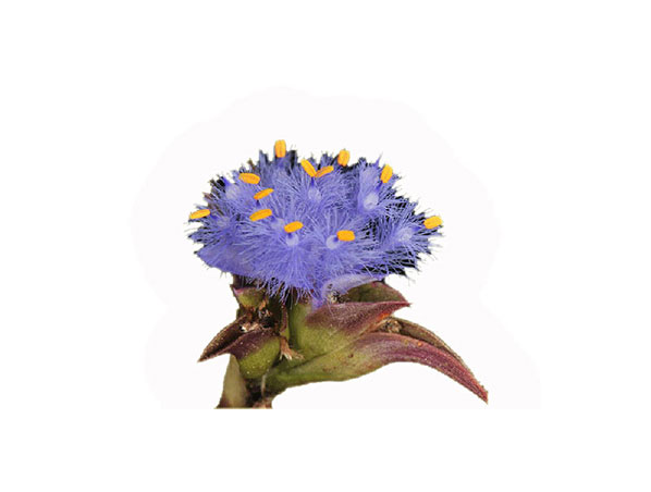 Ecdisterona do extrato de Cyanotis Arachnoidea