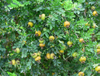 Extrato de Rosa roxburghii